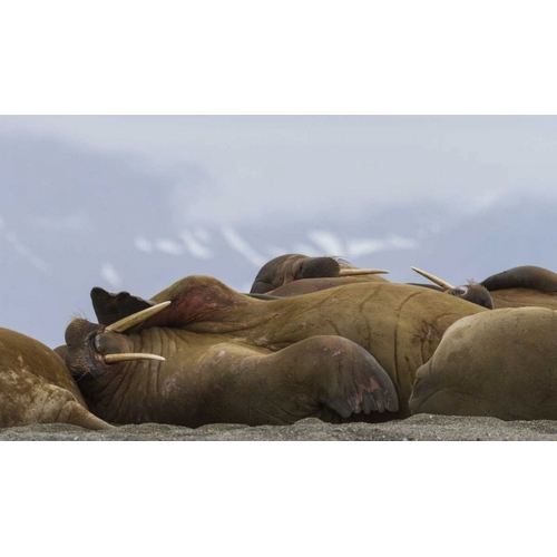 Norway, Svalbard, Torellneset Walruses resting